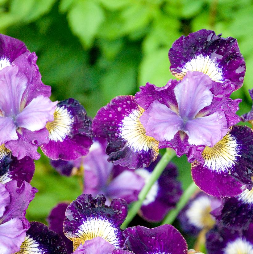 Iris sibirica 'Contrast in Styles' Contrast in Styles Siberian Iris