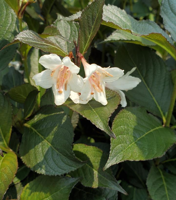 Weigela x Tuxedo™ Tuxedo™ Weigela from Prides Corner Farms