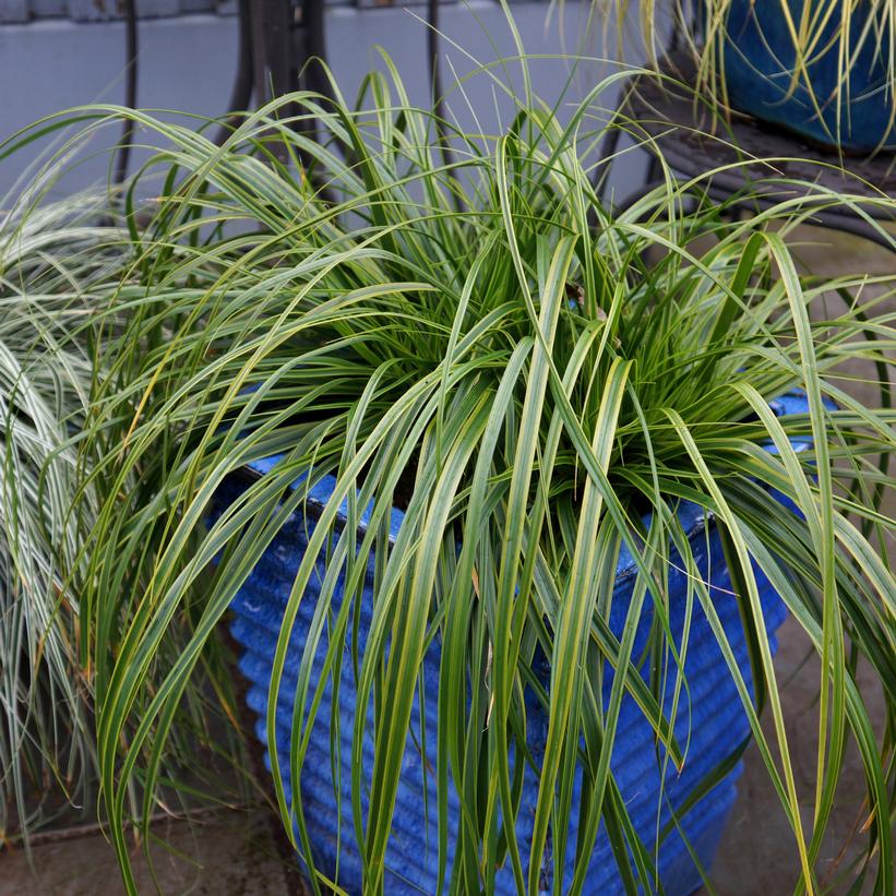Carex oshimensis EverColor® 'Everlime' Everlime Japanese Sedge from