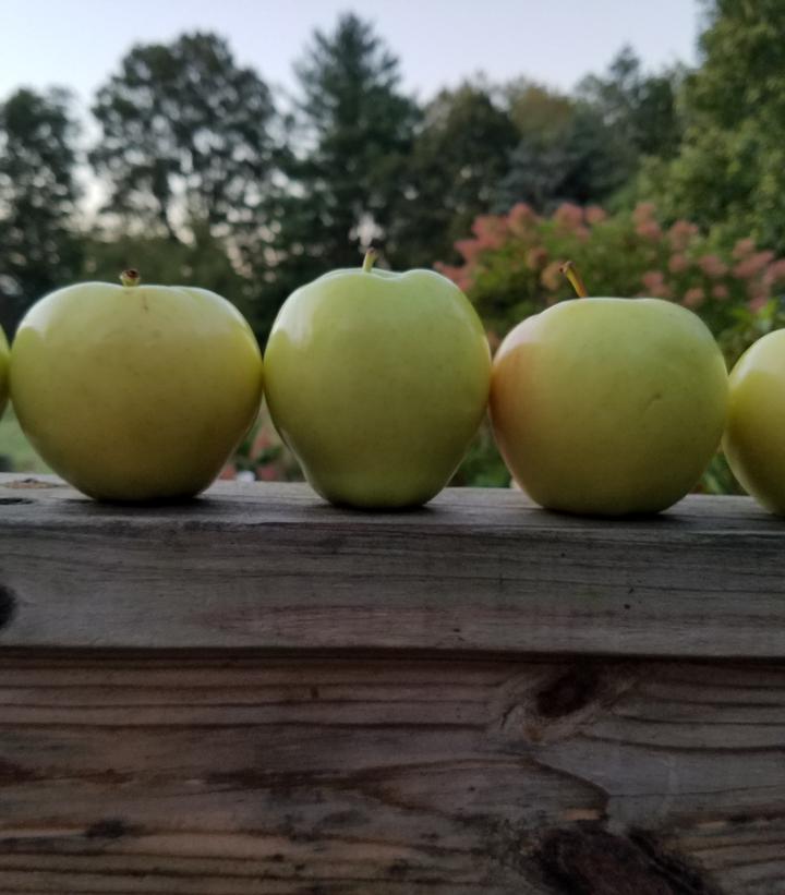 Malus Ginger Gold Ginger Gold Apple from Prides Corner Farms