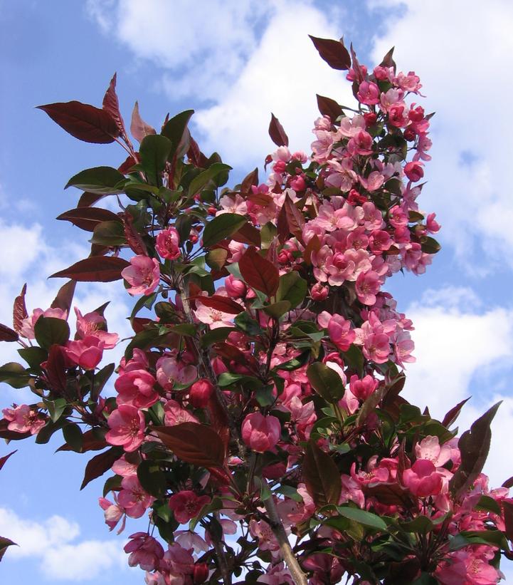 Malus x adstringens 'Gladiator™' Gladiator™ Crabapple from Prides