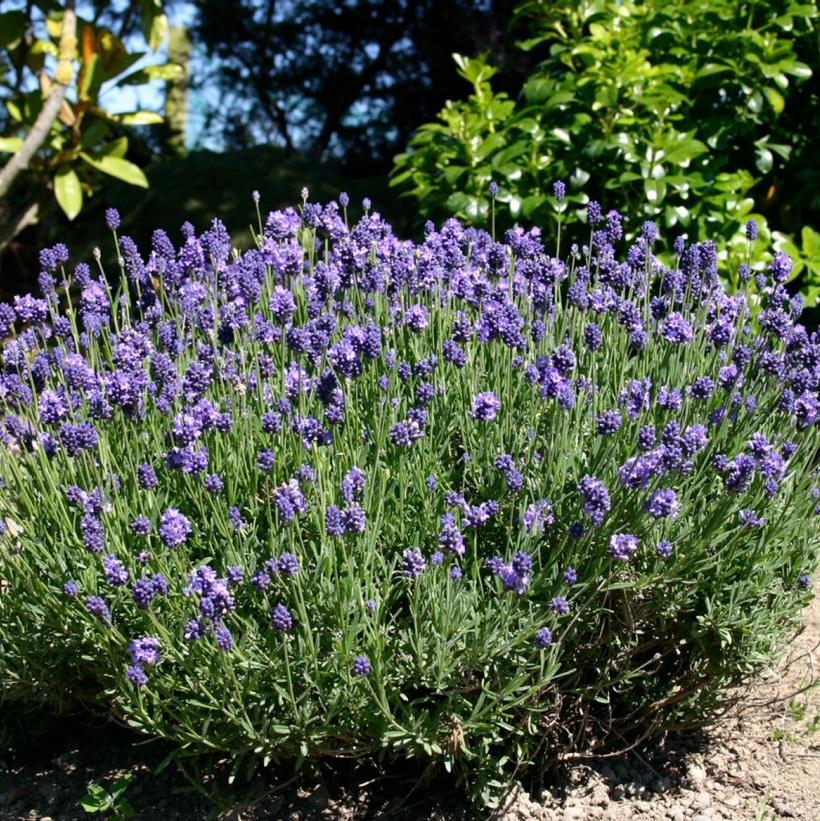 Lavandula angustifolia 'Thumbelina Leigh' Thumbelina Dwarf English Lavender from Prides Corner Farms