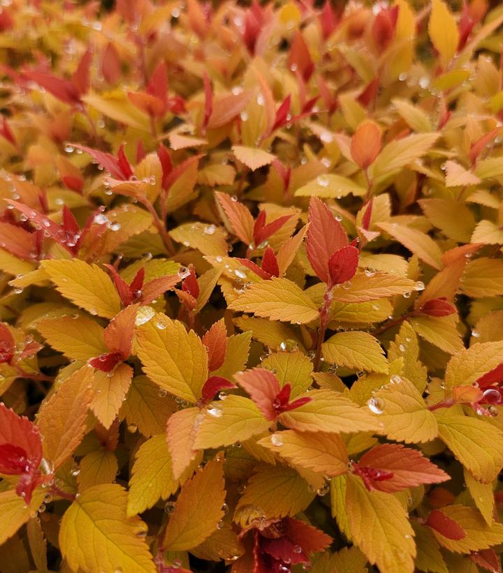 Spiraea jap. Double Play® Candy Corn® Double Play® Candy Corn® Spirea