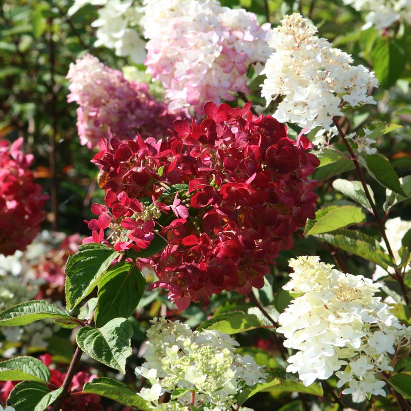 Hydrangea pan. 'Diamond Rouge®' Diamond Rouge® Panicle Hydrangea from
