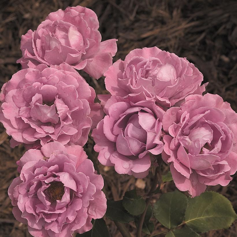 Rosa Angel Face Angel Face Floribunda Rose from Prides Corner Farms