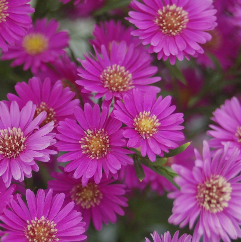 Aster novibelgii 'Magic™ Pink' Pink New York Aster from Prides Corner