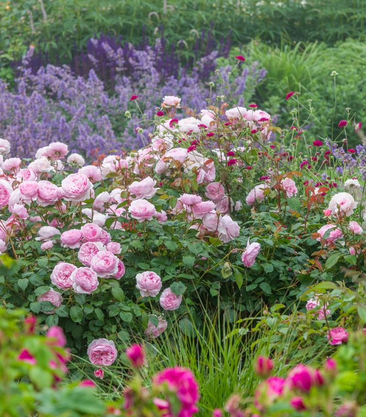 Rosa Olivia Rose Austin Olivia Rose Austin Shrub Rose from Prides