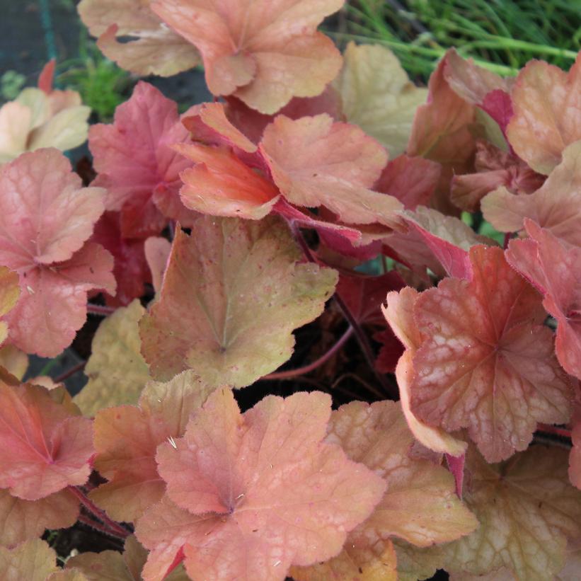 Heuchera 'Orange Dream' Orange Dream Coral Bells from Prides Corner Farms