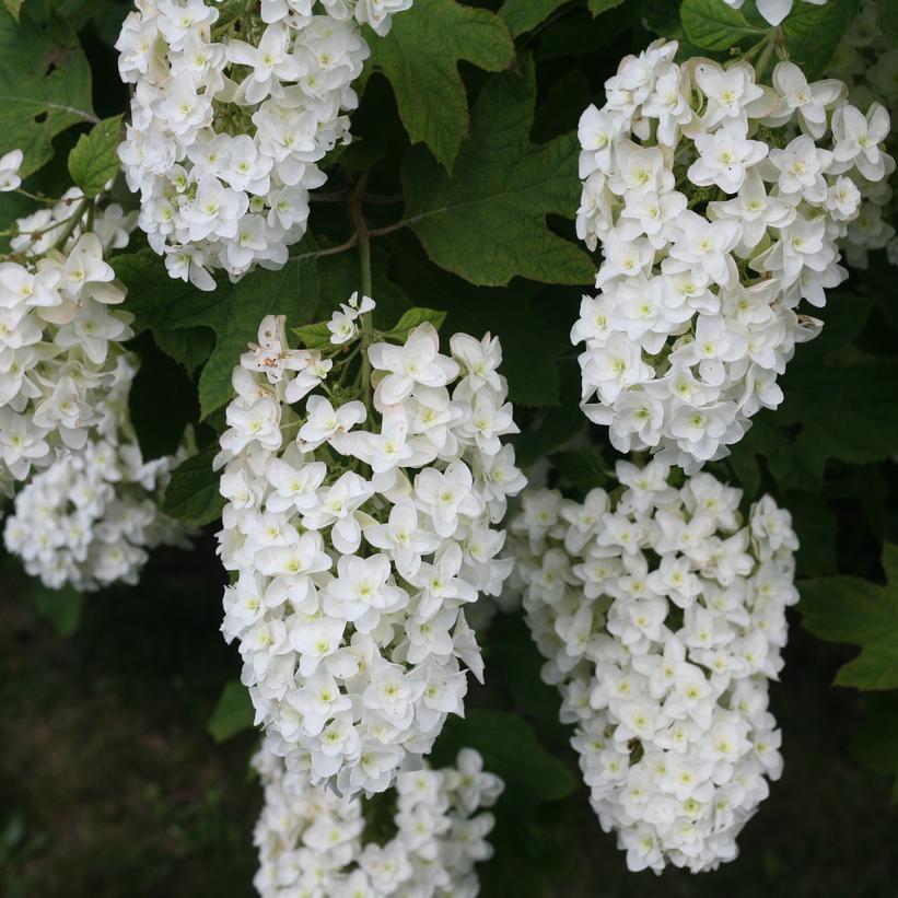Hydrangea quercifolia 'Snow Flake' Snow Flake Oakleaf Hydrangea from Prides Corner Farms