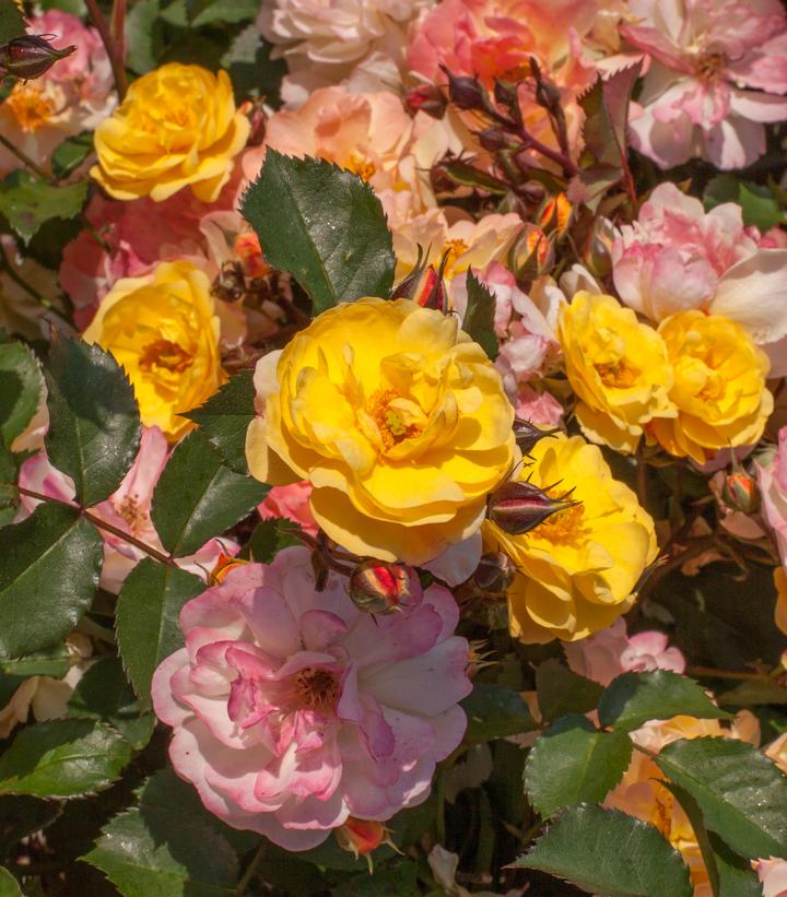 Rosa Color Cocktail Color Cocktail Rose from Prides Corner Farms