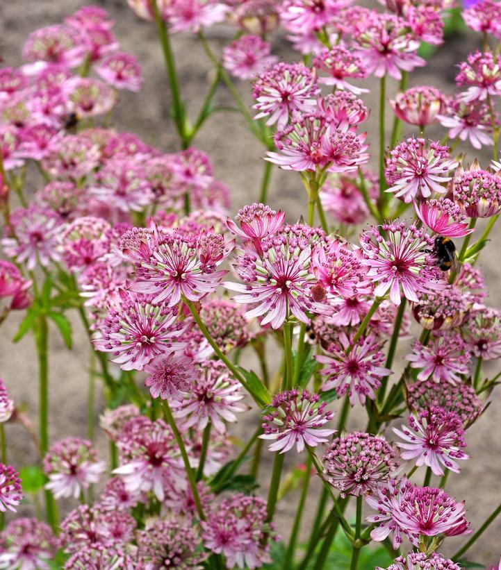 Astrantia major 'Sparkling Stars Pink' Sparling Stars Pink Masterwort