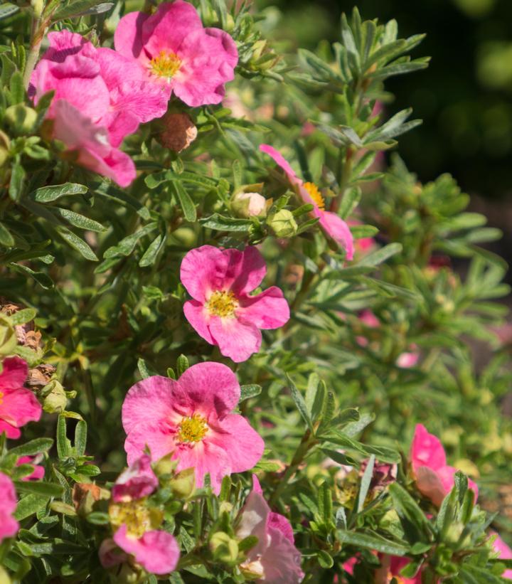 Potentilla fruticosa Bella Bellissima™ Bella Bellissima™ Bush