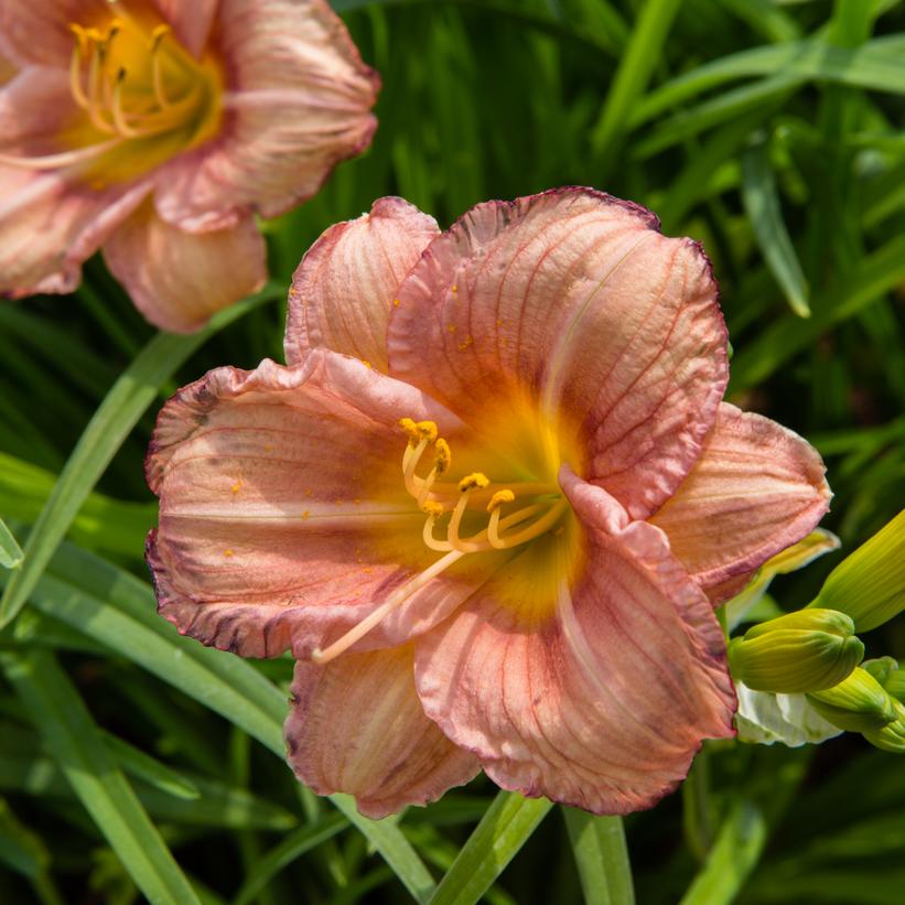 Hemerocallis Never Ending® Rosy Ruffles Rosy Ruffles Daylily from