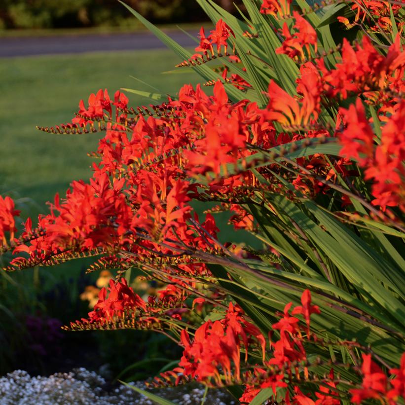Crocosmia mas. Lucifer Lucifer Montbretia from Prides Corner Farms