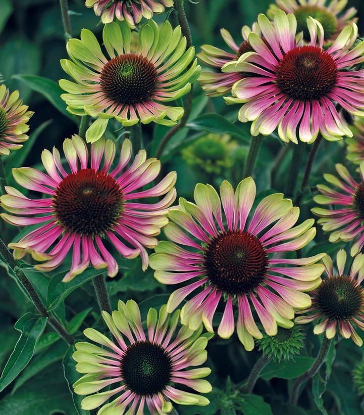 Echinacea Green Twister Green Twister Coneflower from Prides Corner Farms