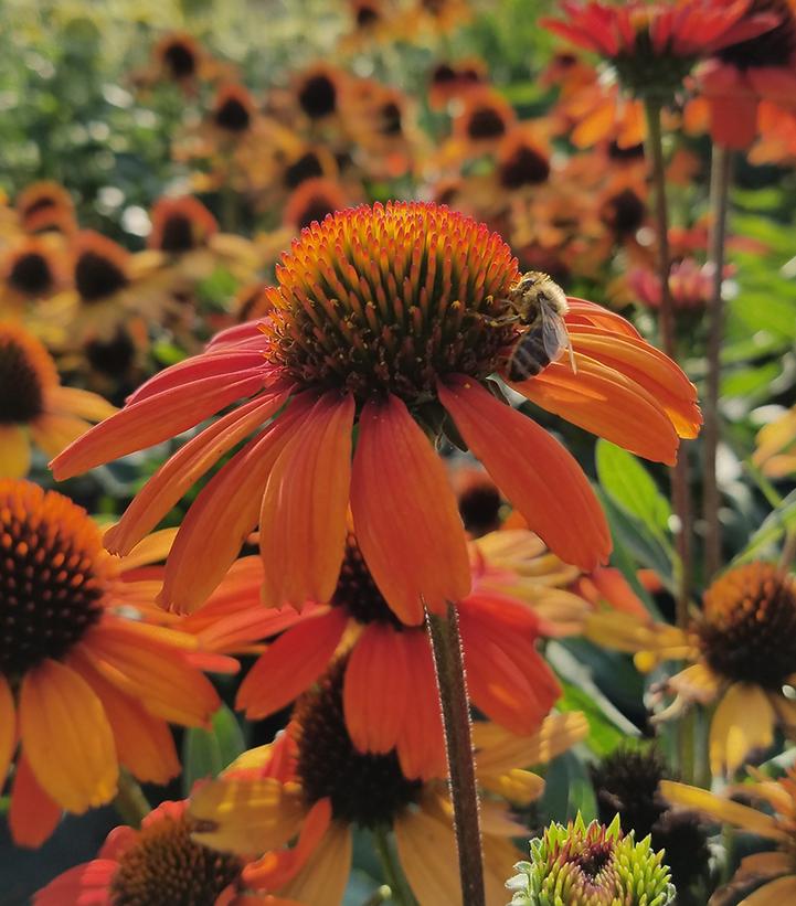 Echinacea Kismet™ Intense Orange Kismet™ Intense Orange Coneflower from Prides Corner Farms