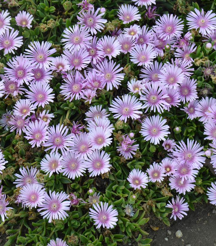 Delosperma Lavender Ice Lavender Ice Hardy Ice Plant from Prides Corner