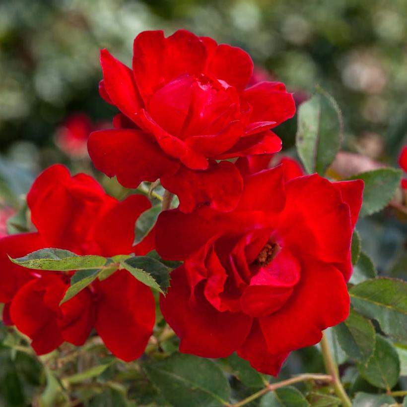 Rosa Brick House™ Brick House™ Rose from Prides Corner Farms