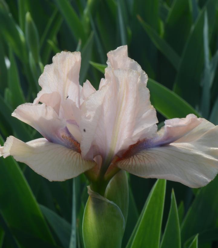 Iris germanica Concertina Concertina Bearded Iris from Prides Corner Farms
