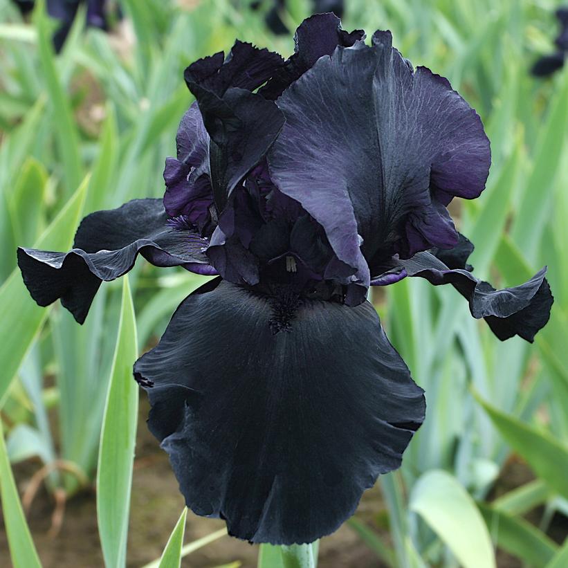Iris germanica 'Blackwater' Blackwater Bearded Iris from Prides Corner
