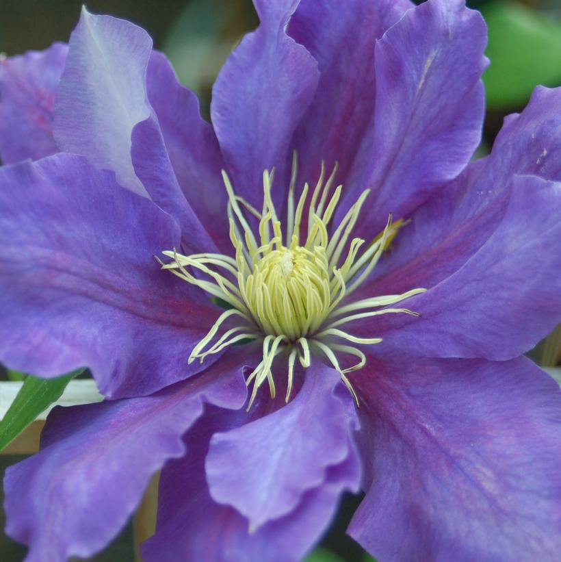 Clematis 'Chevalier™' Chevalier™ Clematis from Prides