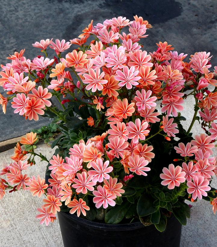 Lewisia 'Constant™ Coral' Constant™ Coral BItter Root from Prides