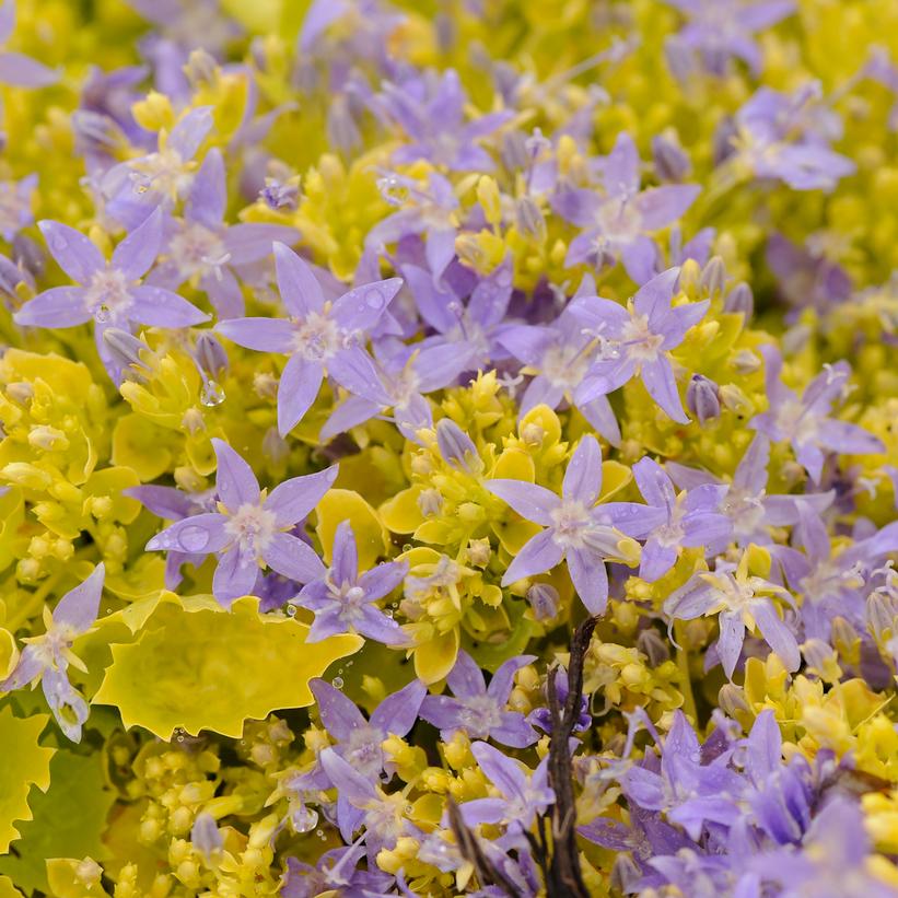 Campanula ''Dickson's Gold'' Dickson's Gold Bellflower from Prides