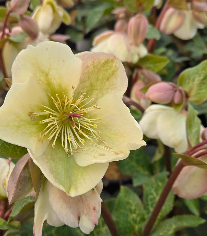 Helleborus Frostkiss® Molly's White Molly's White Lenten Rose from