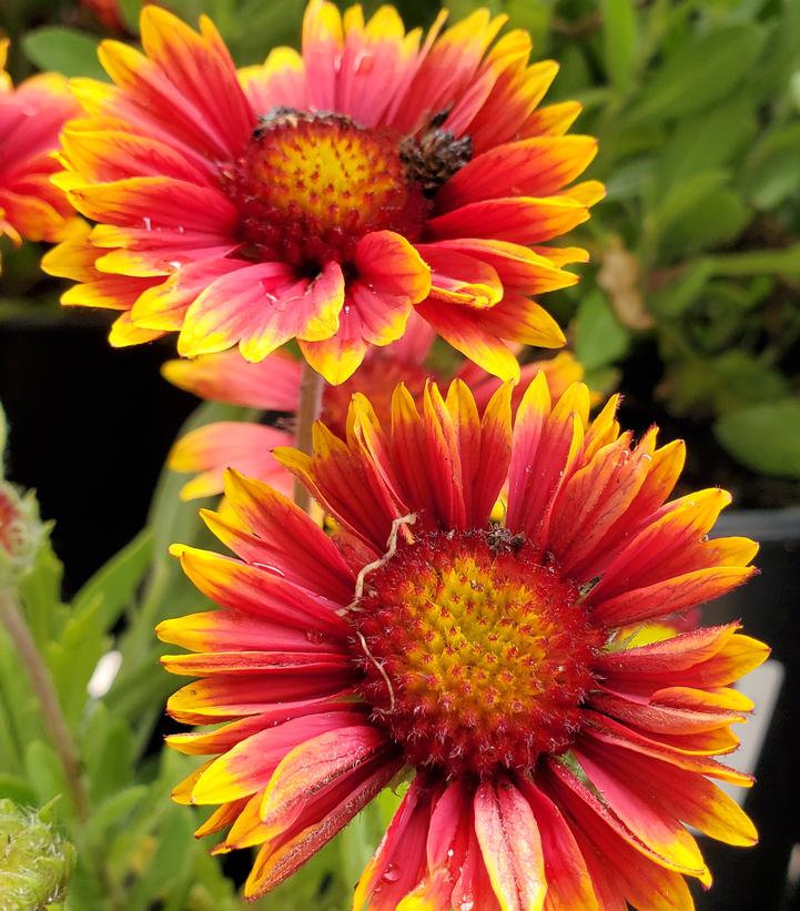 Gaillardia Spintop Orange Halo Spintop™ Orange Halo Blanket Flower from