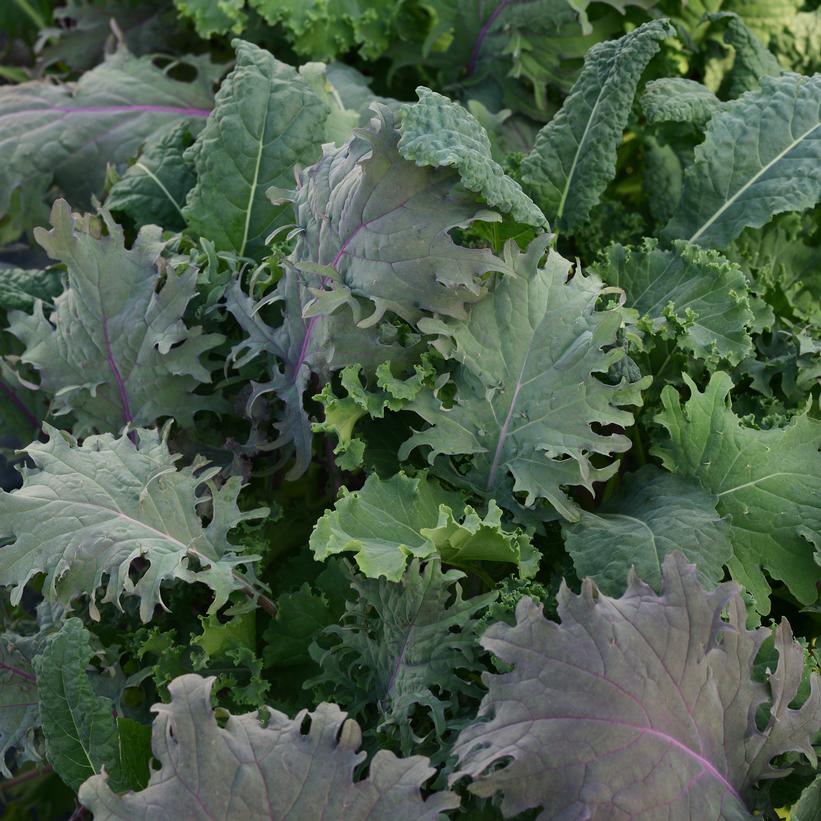 Mixed Greens SimplySalad® 'Kale Storm' Kale Storm Mixed Kale from