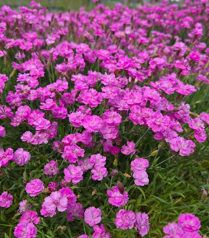 Dianthus gratian. Tiny Rubies Tiny Rubies Cheddar Pinks from Prides