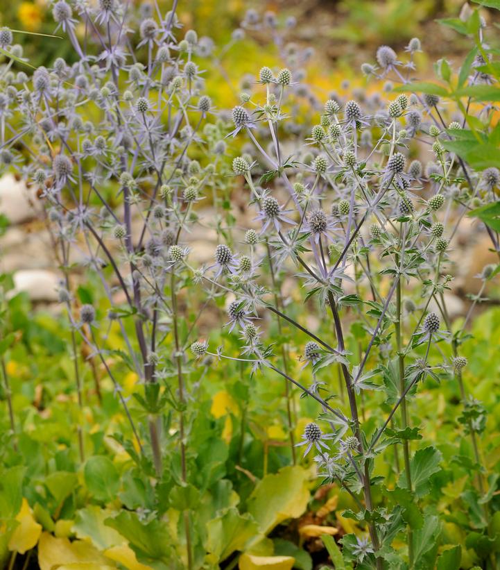 Eryngium planum Blue Glitter Blue Glitter Sea Holly from Prides Corner