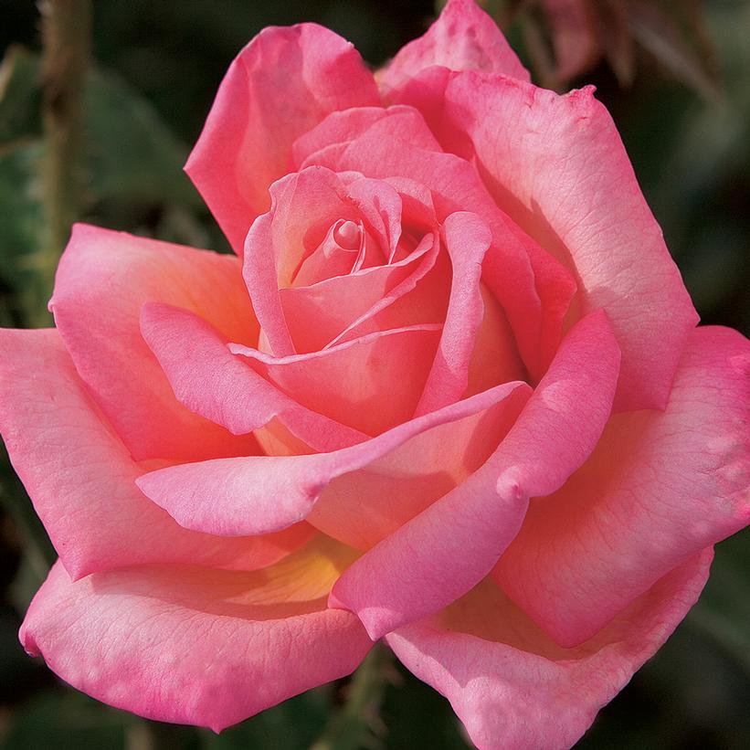 Rosa 'Chicago Peace' Chicago Peace Rose Hybrid Tea Rose from Prides