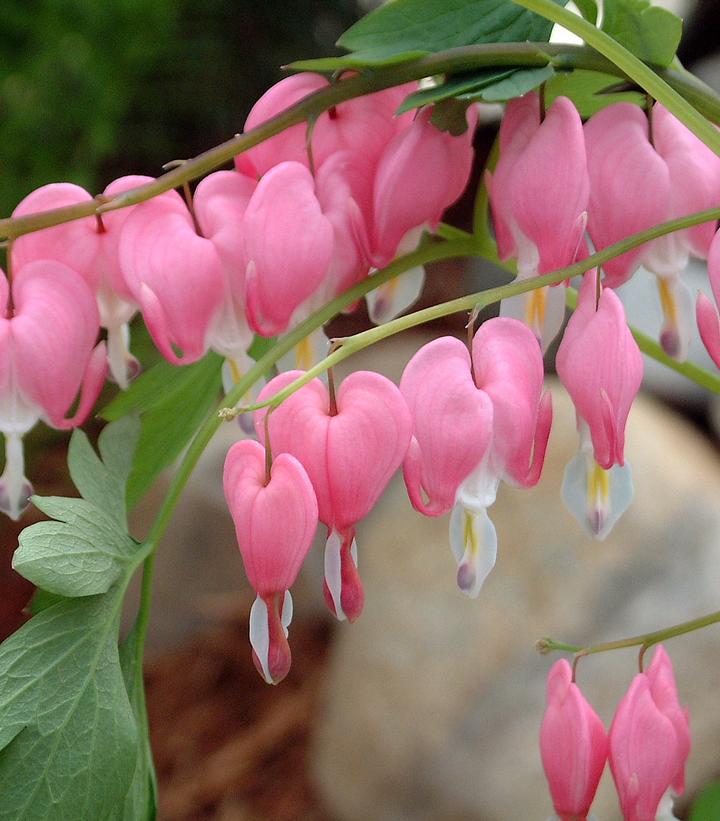 Dicentra spectabilis Old Fashioned Bleeding Heart from Prides Corner Farms