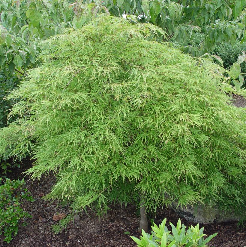 Acer palmatum dissectum 'Waterfall' Waterfall Threadleaf Weeping