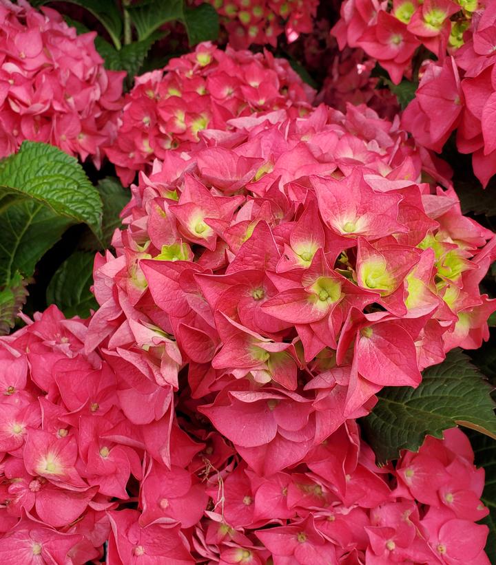 Hydrangea mac. Endless Summer® Summer Crush® Endless Summer® Summer