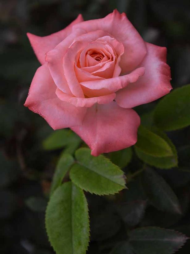 Rosa 'True Integrity' True Integrity Floribunda from Prides Corner Farms