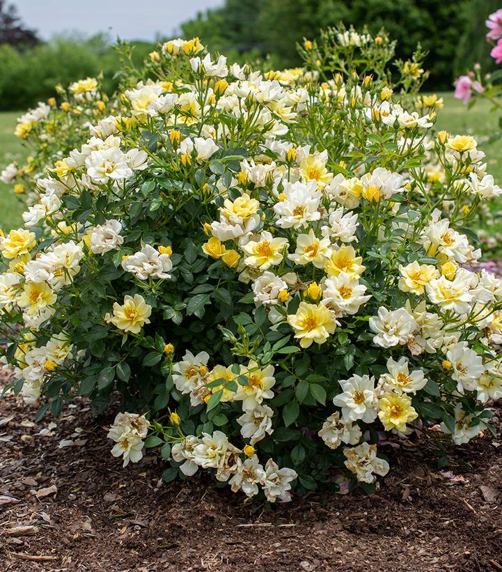 Rosa Lemon Drift® Lemon Drift® rose from Prides Corner Farms