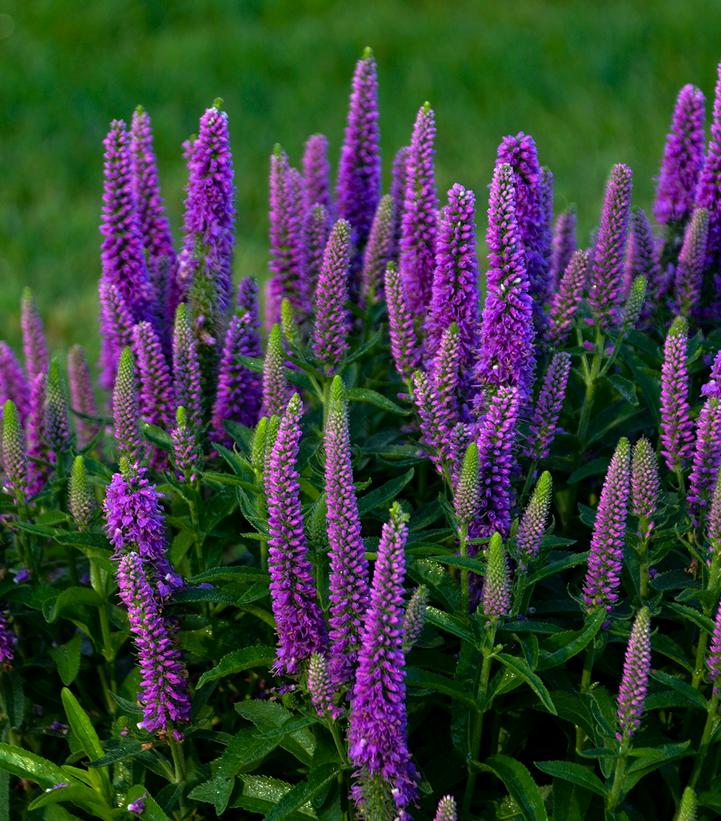 Veronica Magic Show® 'Purple Illusion' Spike Speedwell from Prides
