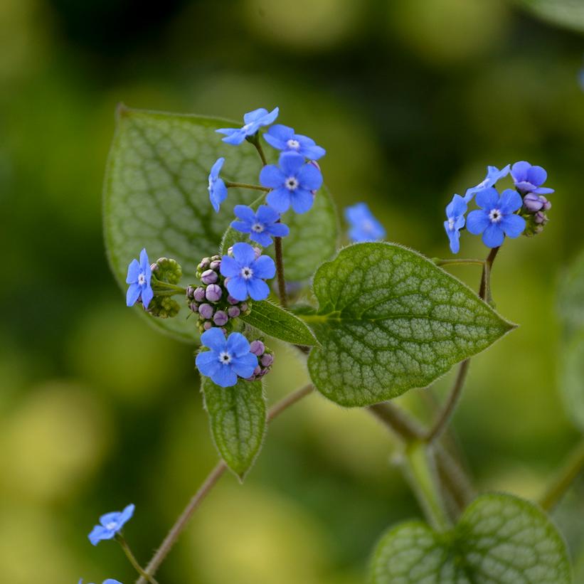 Brunnera macrophylla 'Queen of Hearts' Queen of Hearts Heartleaf