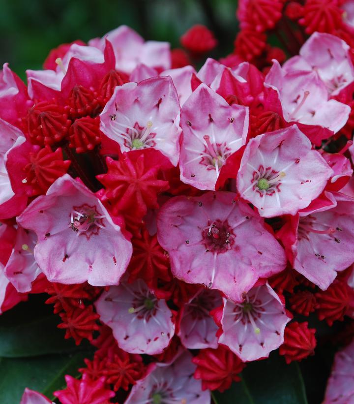 Kalmia lat. 'Firecracker' Firecracker Mountain Laurel from Prides
