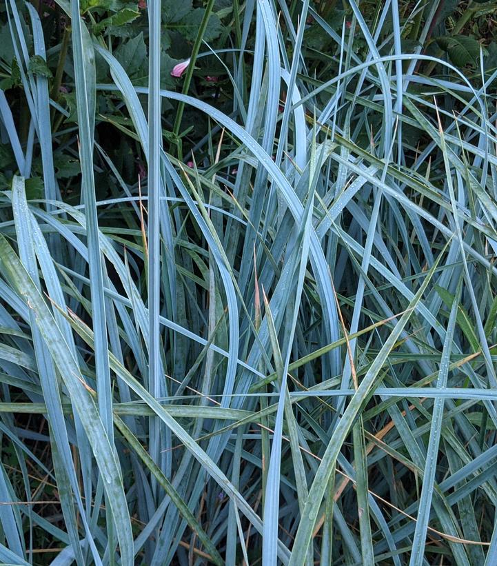 Leymus arenarius 'Blue Dune' Blue Lyme Grass from Prides Corner Farms
