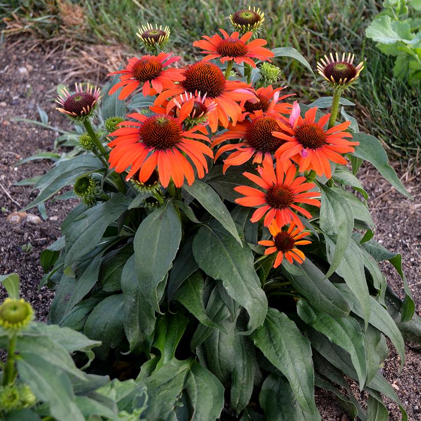 Echinacea 'Eyecatcher™ 'Atomic Orange'' Atomic Orange Coneflower from