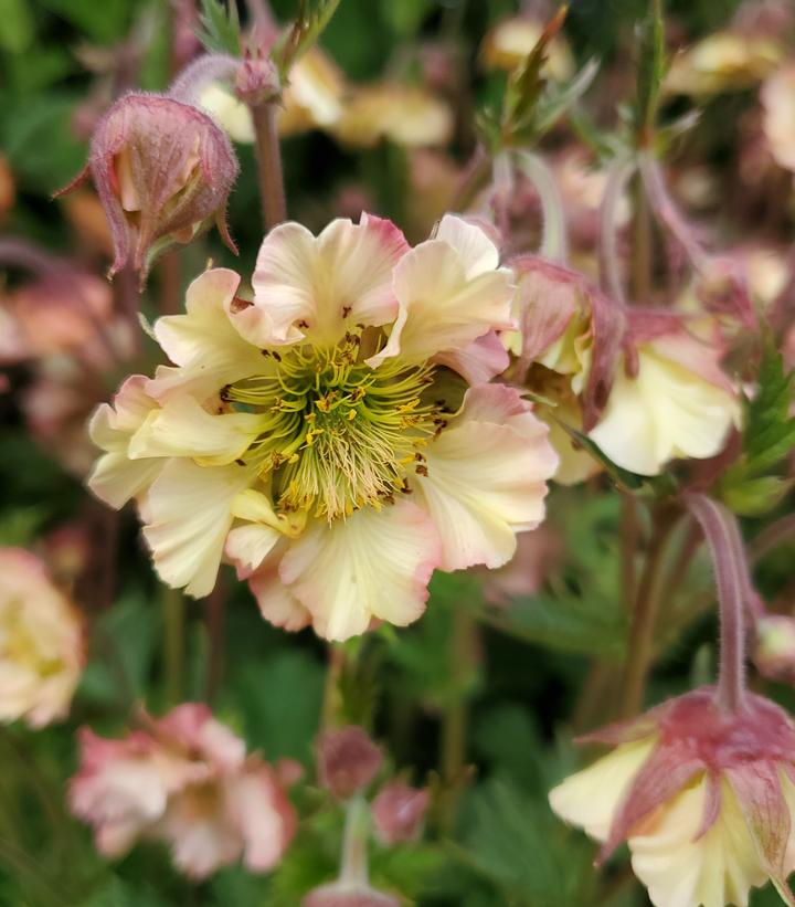 Geum Petticoats™ Peach Petticoats™ Peach from Prides Corner Farms