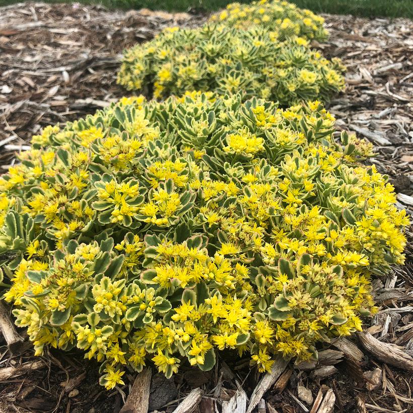 Sedum hybrid Rock 'N Grow® 'Boogie Woogie' Rock 'N Grow® 'Boogie Woogie