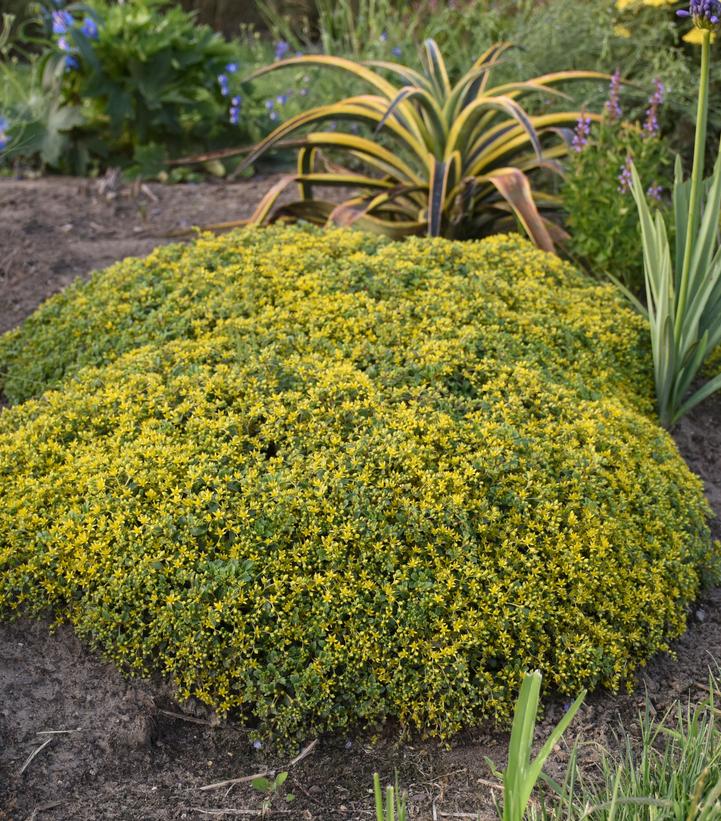 Sedum hybrid Rock 'N Grow® 'Yellow Brick Road' Rock 'N Grow® 'Yellow