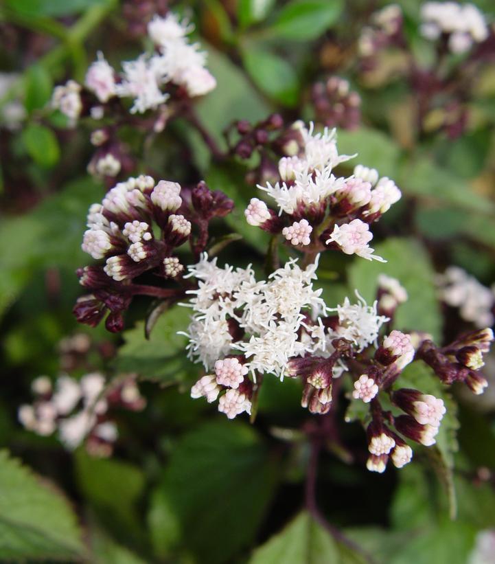 Eupatorium rugosum Chocolate Chocolate Snakeroot from Prides Corner Farms