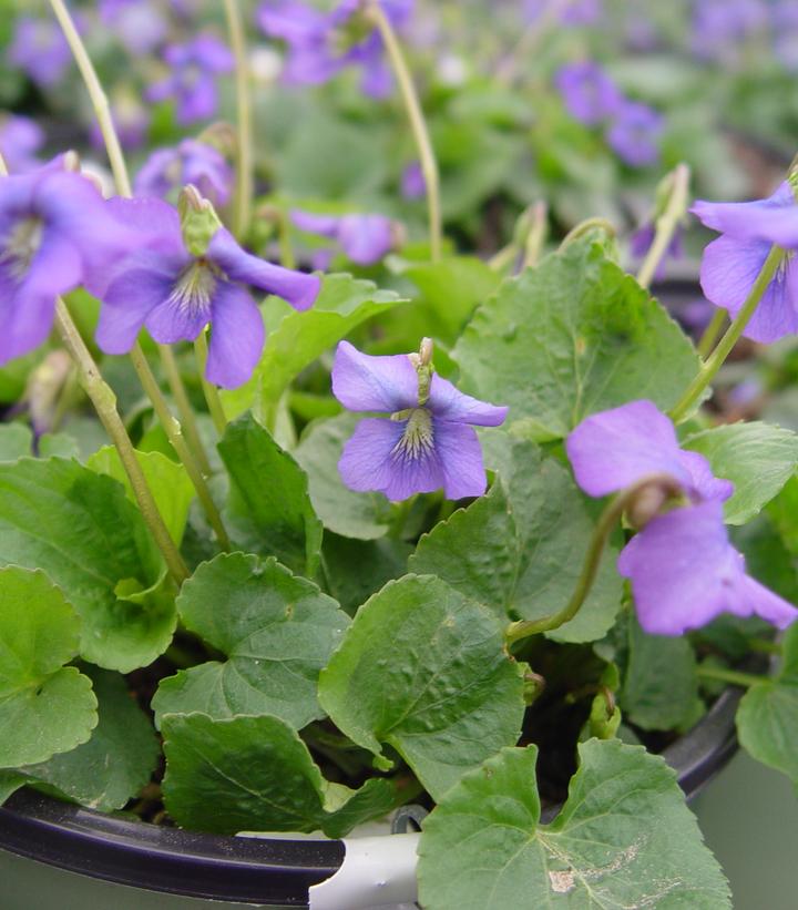 Viola sororia Common Blue Violet from Prides Corner Farms