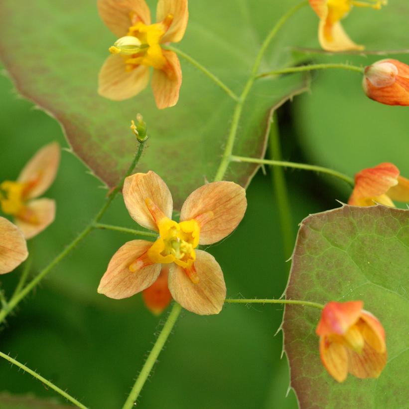Epimedium x 'Orange Queen' Orange Queen Fairy Wings from Prides Corner