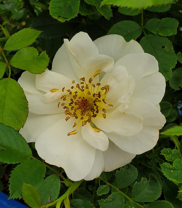 Rosa Peach Lemonade® Peach Lemonade® Rose from Prides Corner Farms